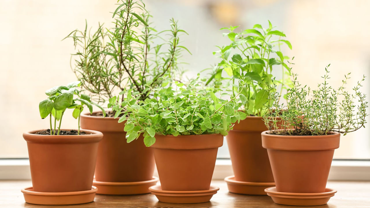Basil Plant