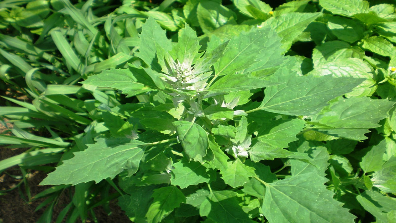 మలబద్ధకం నుండి ఉపశమనం: జీర్ణ సమస్యలు ఉన్నవారికి బతువా చాలా ఉపయోగకరంగా ఉంటుంది. ఇందులో ఫైబర్, నీరు అధికంగా ఉంటాయి. ఇది ఆరోగ్యకరమైన జీర్ణవ్యవస్థను నిర్వహించడానికి సహాయపడుతుంది. మీరు మలబద్ధకంతో బాధపడుతుంటే, మీ ఆహారంలో బతువా ఆకుకూరలను చేర్చుకోండి. ఇది మీ కడుపును శుభ్రపరచడంలో సహాయపడుతుంది.