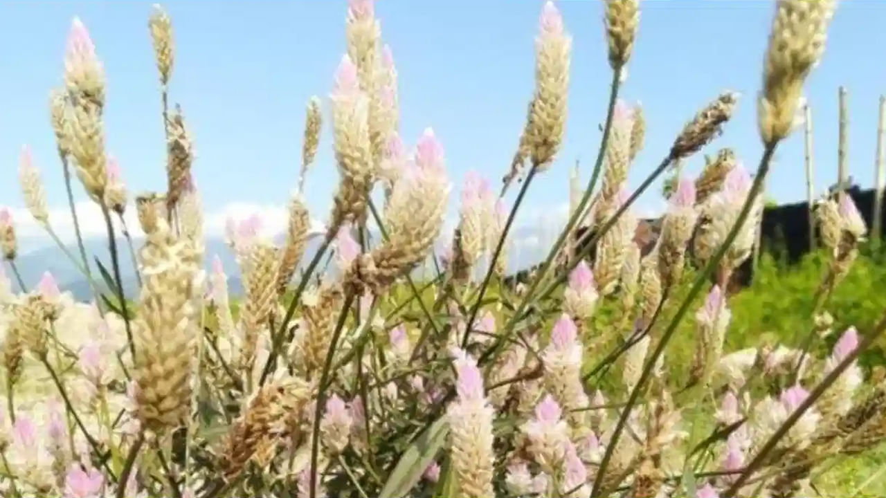 అయితే దీని ఆకులను పేస్ట్ చేసి గాయాలు అయిన చోట పూయడం వలన ఎంత పెద్ద గాయం అయినా సరే చాలా త్వరగా మానిపోతుందంట. ముఖ్యంగా కందిరీగలు కుట్టినప్పుడు దీని రసం రాయడం వలన మంట త్వరగా తగ్గిపోవడమే కాకుండా, గాయం కూడా మానుతుందంట. అలాగే క్షయ వ్యాధి నివారణకు కూడా గునుగు ఆకుల రసాన్ని ఉపయోగిస్తారంట.