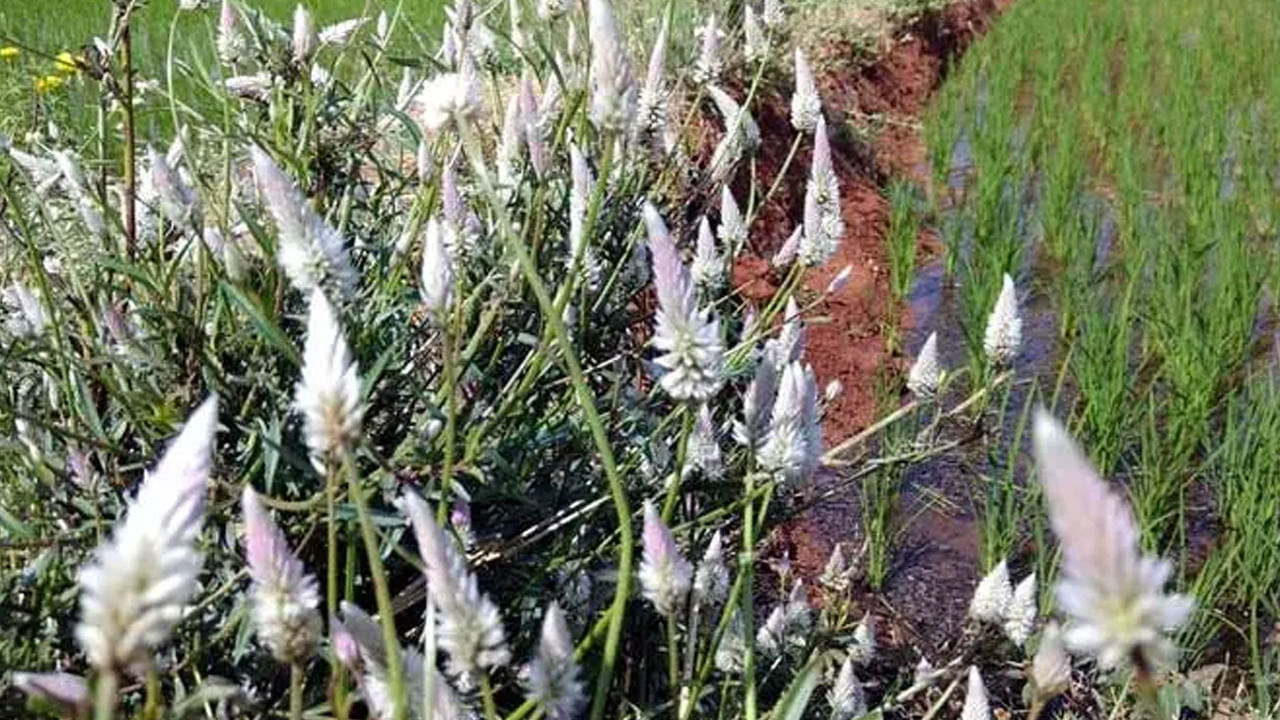 గునుగు పువ్వుల గింజలు యూరినరీ ఇన్ఫెక్షన్స్ తగ్గిపోతాయంట. అంతే కాకుండా, రక్త స్రావం, అతిసారం వంటి సమస్యలతో బాధపడే వారు కూడా గునుగు గింజలు తీసుకోవడం చాలా మంచిదంట. కానీ గ్లకోమా ఉన్న వారు మాత్రం గునుగు గింజలకు చాలా దూరం ఉండాలంట.నోట్ : పై సమాచారం ఇంటర్నెట్ ఆధారంగా మాత్రమే ఇవ్వబడినది, టీవీ9 తెలుగు దీనిని ధృవీకరించలేదు.