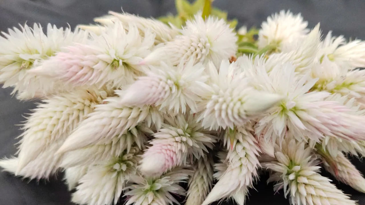 అయితే బతుకమ్మ పేర్చే ఈ గునుగు పువ్వుతో అనేక ఆరోగ్య ప్రయోజనాలు ఉన్నాయంట. ఇంతకీ అవి ఏవో తెలుసుకుందాం.తెలంగాణలో ఎక్కువగా కనిపించే ఈ గునుగు పువ్వు తెలియని వారు ఎవరు ఉండరు. ఇది అనేక ఔషధాలు కలిగి ఉన్న గడ్డిజాతి పువ్వు.