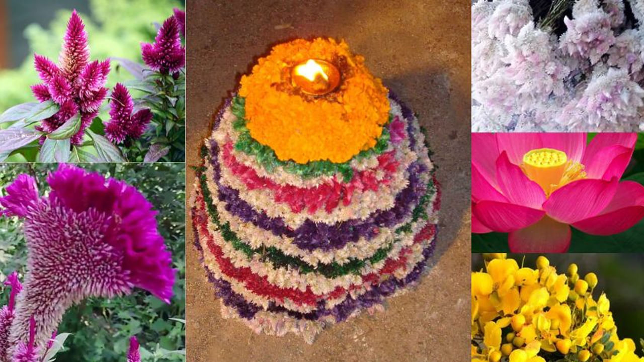 అందులో తంగేడు పువ్వు, గునుగు పువ్వు, సీతమ్మవారి పువ్వు ఈ మూడు లేకుండా చాలా వరకు బతుకమ్మను పేర్చరు. అయితే వీటిలో గునుగు పువ్వు మాత్రం కంపల్సరీ ఉంటుంది. ఈ పువ్వుతో బతకమ్మను పేర్చడం వలన బతుకమ్మ అందంగా రావడమే కాకుండా, చూడటానికి కూడా చాలా బాగా కనిపిస్తుంది.