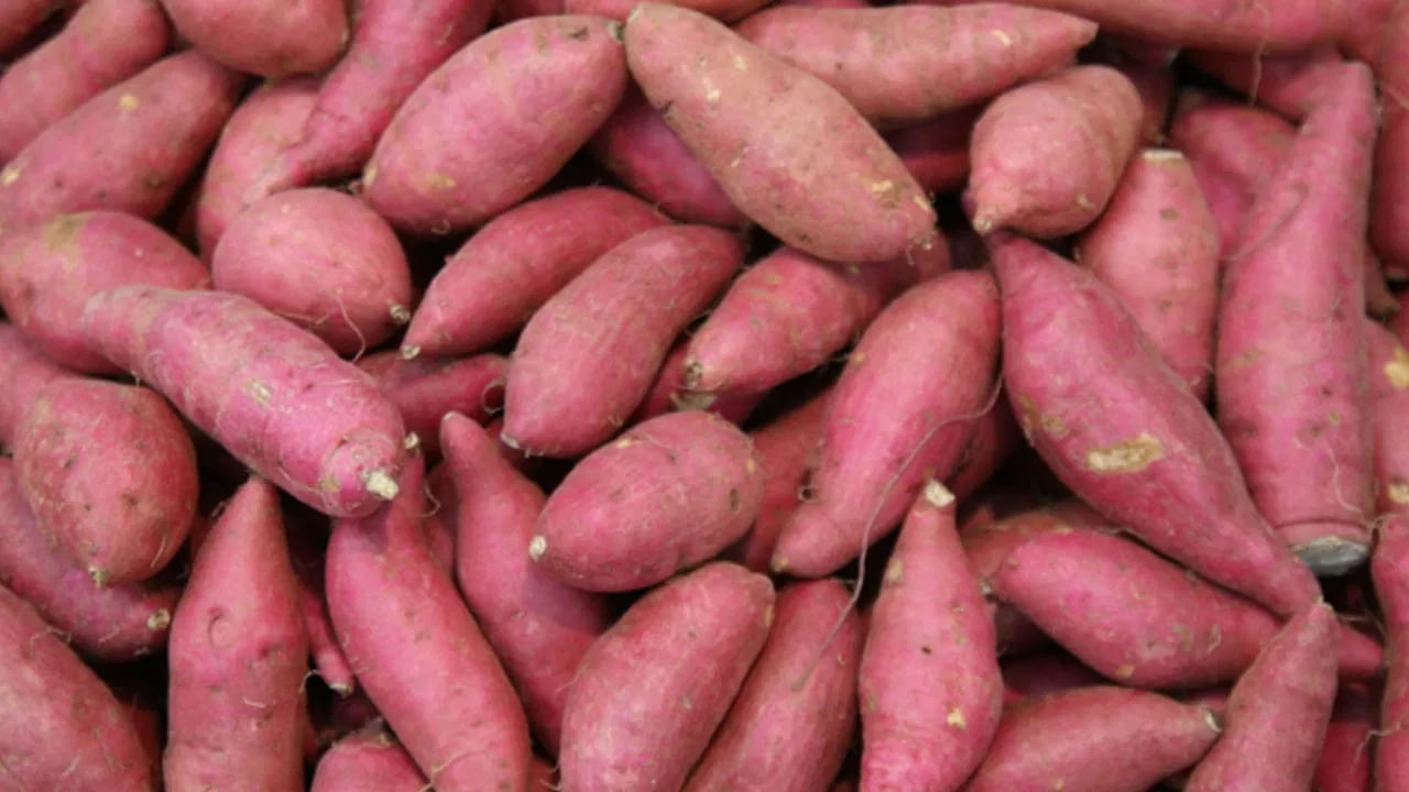 చిలగడదుంపలు అందరికీ ఇష్టం. కానీ ఇక్కడ తలెత్తే ప్రశ్న ఏమిటంటే వీటిని ప్రతిరోజూ తినవచ్చా? అని. చిలగడదుంపలలో ఫైబర్, యాంటీఆక్సిడెంట్లు, విటమిన్లు పుష్కలంగా ఉంటాయి. మీరు ఒక నెల మొత్తం చిలగడదుంపలను మీ రోజువారీ ఆహారంలో చేర్చుకుంటే కలిగే ప్రయోజనాలు చూసుకుంటే..