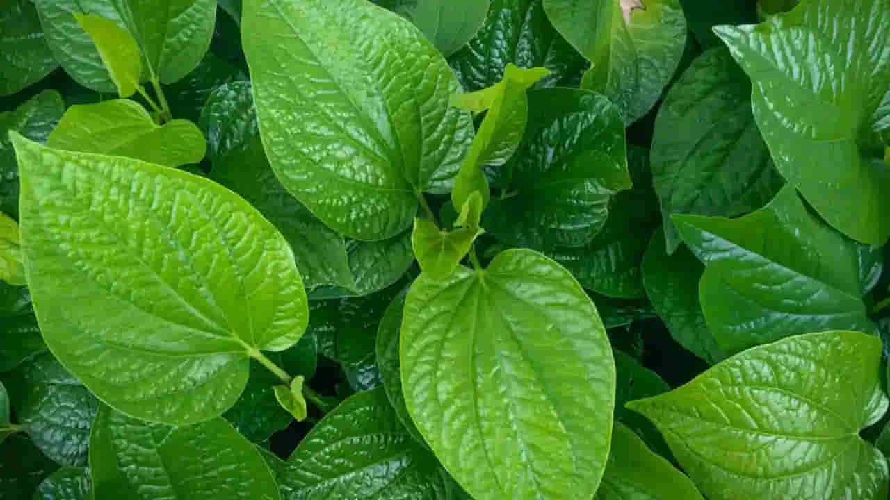 Paan Leaf Benefits: ఈ 7 మందికి తమలపాకు ఆకు ఒక వరం.. వారి సమస్యలకు లక్ష్మణ రేఖ..! వారు ఖచ్చితంగా తినాలట..