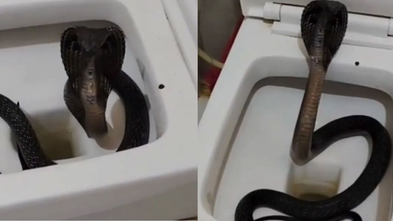 Viral Video: వామ్మో... పుసుక్కున చూడకుండా కూసుంటే... టాయిలెట్‌ కమ్మోడ్‌లో నల్లతాచు బుసలు వీడియో వైరల్‌