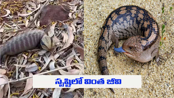 Viral Video: పాము లాంటి నోరు... నీలి రంగు నాలిక.. సృష్టిలో వింత జీవి.. వీడియో వైరల్