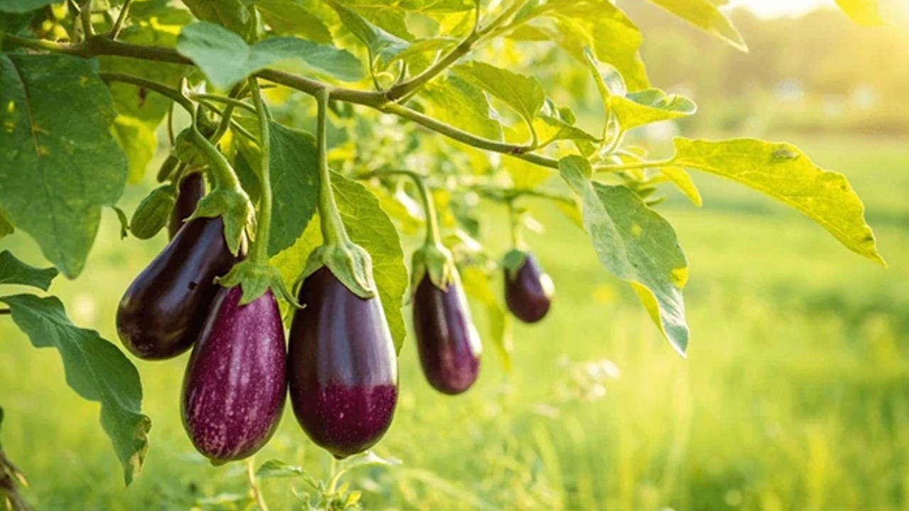 వంకాయతో ఈ సమస్యలకు చెక్ పెట్టొచ్చు..! ఆరోగ్య ప్రయోజనాలు తెలిస్తే..