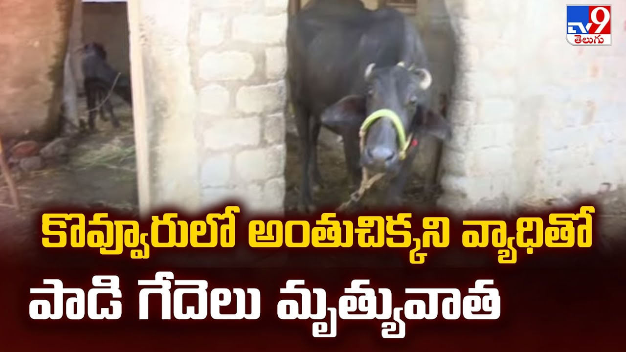 కొవ్వూరులో అంతుచిక్కని వ్యాధితో పాడి గేదెలు మృత్యువాత