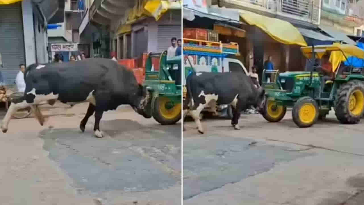 వామ్మో ఈ ఎద్దు బాహుబలి అనుకుంటా..! ఏకంగా ట్రాక్టర్‌తో ఢీ అంటూ ఢీ అంటూ..