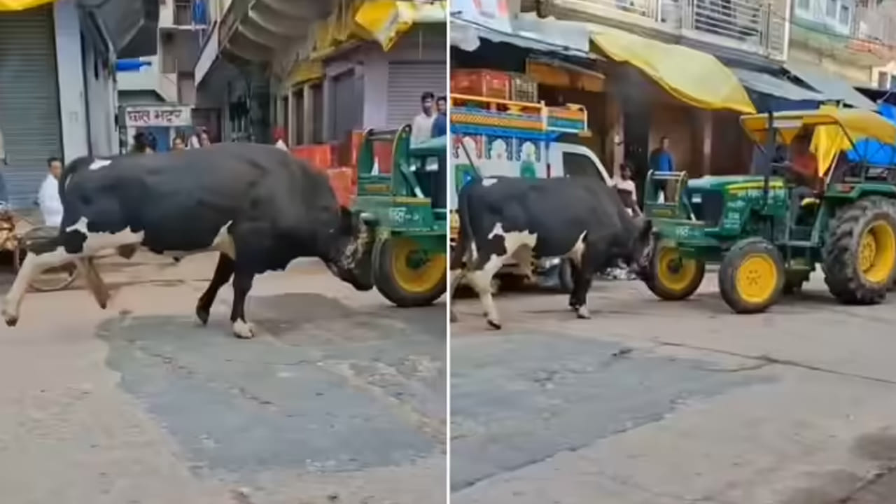 వామ్మో ఈ ఎద్దు బాహుబలి అనుకుంటా..! ఏకంగా ట్రాక్టర్‌తో ఢీ అంటూ ఢీ అంటూ..