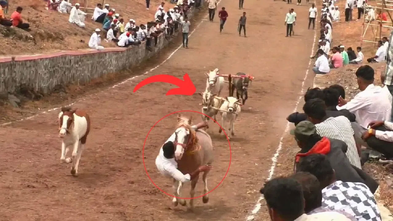 Viral Video: వావ్.. క్యా సీన్హై.. మూగజీవులకు తెలుసు ప్రాణం విలువ... రేసులో పడిపోయిన వ్యక్తి ప్రాణాన్ని ఎలా కాపాడాయో చూడండి