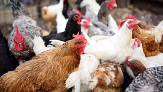 Car Mileage: మీ కారు మైలేజీ ఎలా పెంచుకోవాలి? ఎవ్వరు చెప్పని బెస్ట్‌ ట్రిక్స్‌!