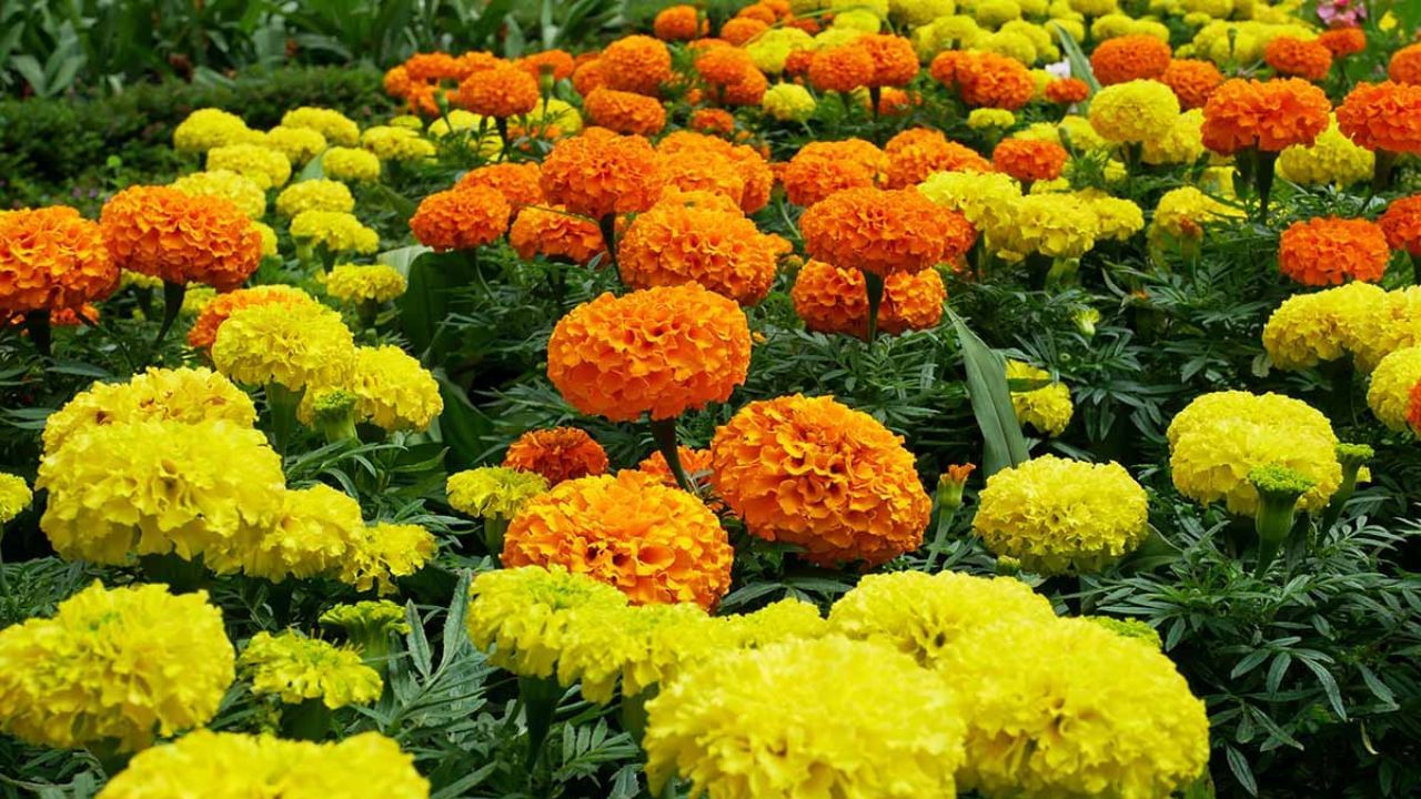 Business idea: పెట్టుబడి లేని బంతిపూల బిజినెస్! మస్తు లాభాలు.. ఇదే సీజన్!