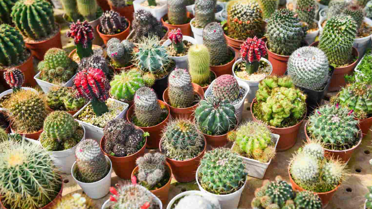 కాక్టస్: కాక్టస్ అనేది ముళ్ళ మొక్క. పాములు అలాంటి మొక్కలకు దూరంగా ఉంటాయి. ఇండోర్ మొక్కలలో ఒకటైన కాక్టస్ పాములను ఇంట్లోకి రాకుండా చేస్తుంది. పాములకు సున్నితమైన చర్మం ఉండటం వల్ల.. ఇలాంటి ముళ్ల మొక్కల దగ్గర సంచరించడానికి భయపడతాయి.. బాల్కనీ, విండో వంటి ప్రదేశాలలో కాక్టస్ నాటవచ్చు. 