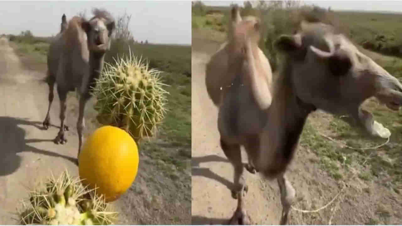 Viral Video: నాకే నిమ్మకాయ తినిపిస్తావా.. ఒంటె రియాక్షన్‌ చూస్తే మీ నవ్వు ఆగదు.. వీడియో వైరల్..