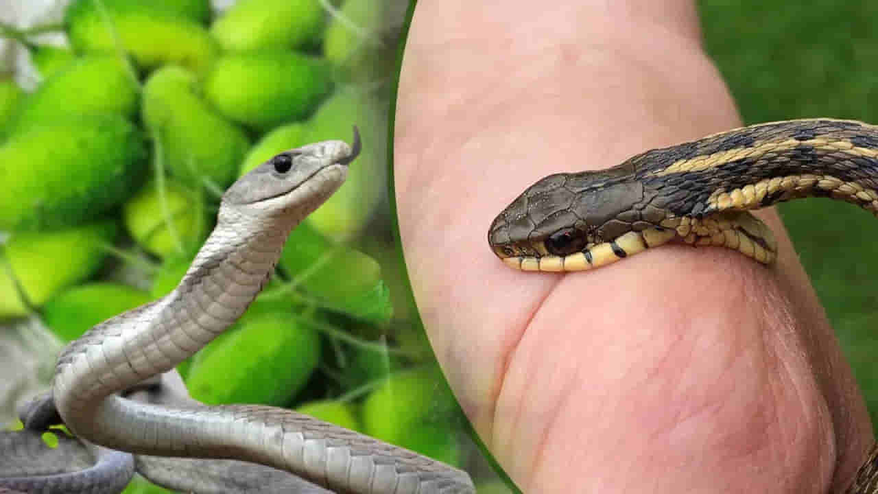 Snake Bite: పాము విషాన్ని తొలగించే ఈ మొక్క గురించి తెలుసా..? క్షణాల్లోనే రిలీఫ్..