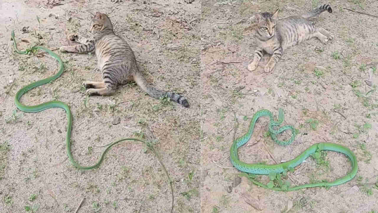 నాకు తెలుసు మావ..! నీకున్న బలుపు..!! పామును పనిమాలా గెలికిన పిల్లి.. తర్వాత ఏం జరిగిందంటే