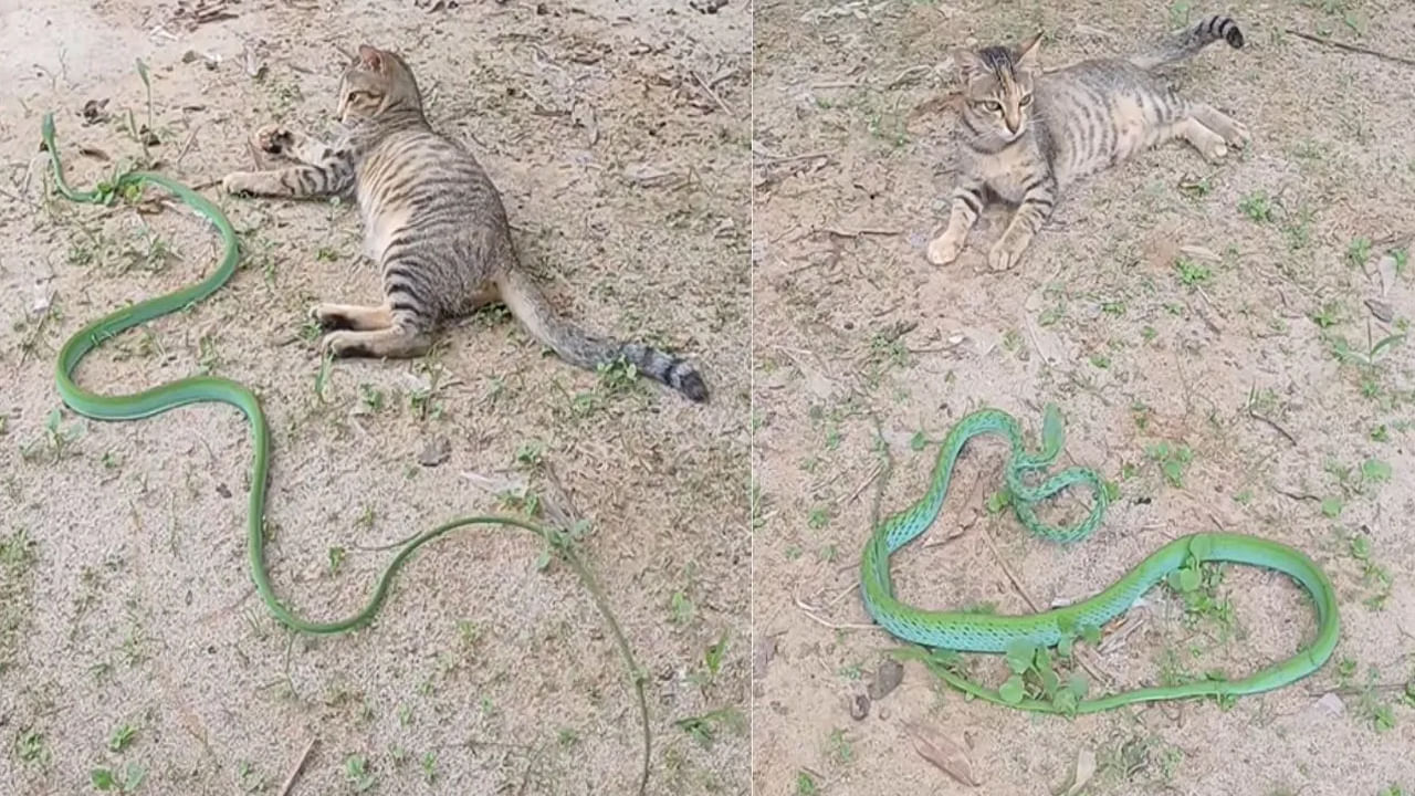 నాకు తెలుసు మావ..! నీకున్న బలుపు..!! పామును పనిమాలా గెలికిన పిల్లి.. తర్వాత ఏం జరిగిందంటే