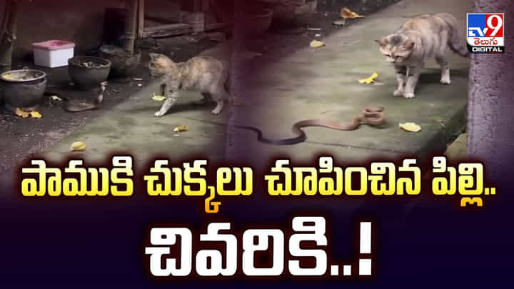 పాముకి చుక్కలు చూపించిన పిల్లి.. చివరికి వీడియో పాముకి చుక్కలు చూపించిన పిల్లి.. చివరికి వీడియో