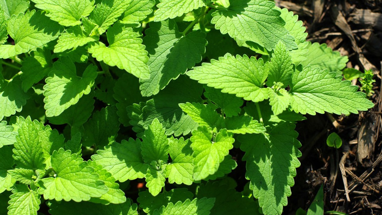 Catnip