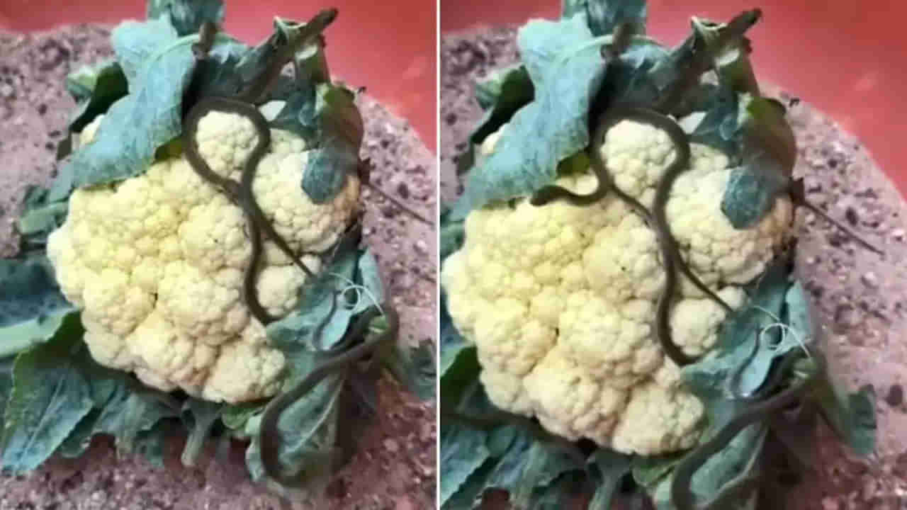 Viral video: తెల్లటి కాలిఫ్లవర్‌లో ఏదో కదులుతోంది.. కట్‌చేస్తే నల్లటి ఆకారం అమాంతంగా..