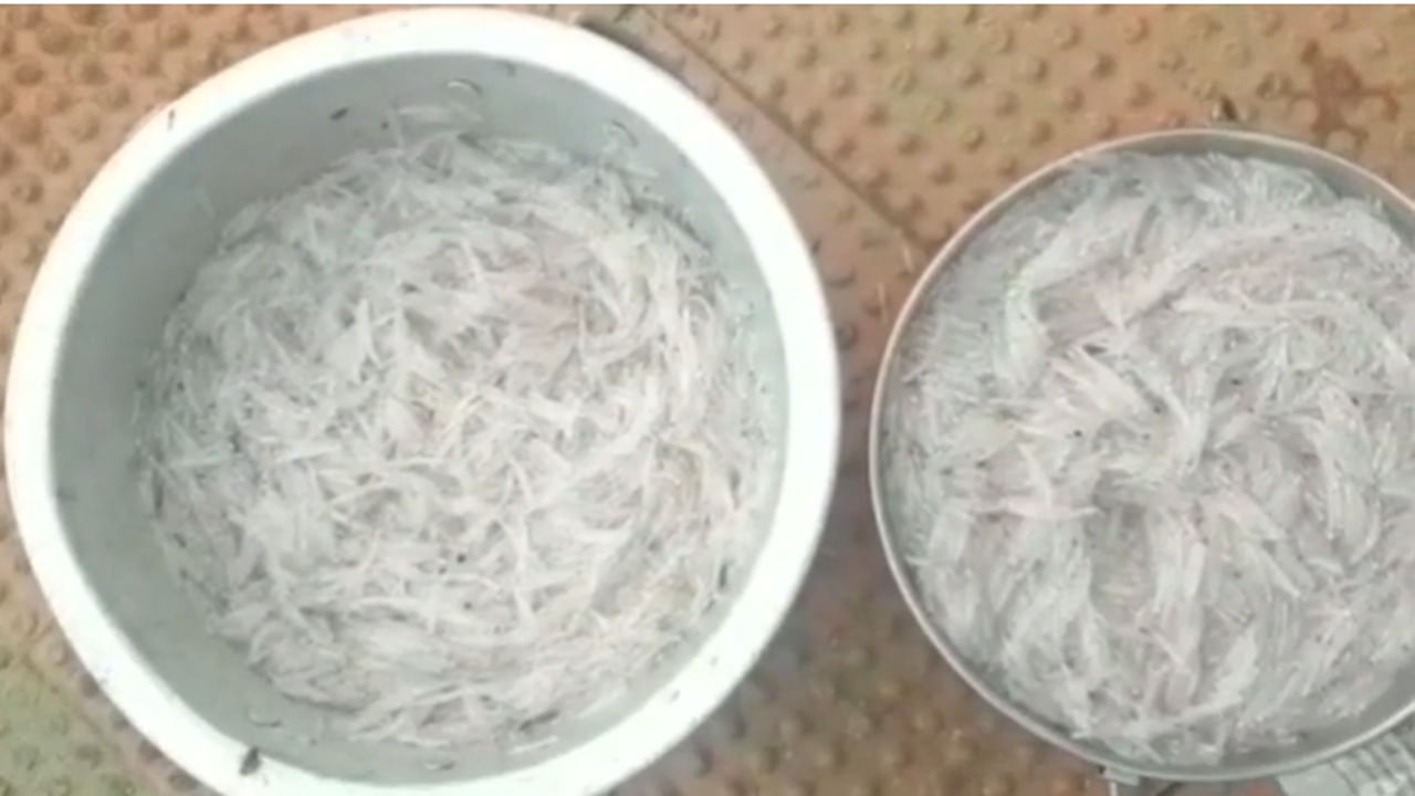 Andhra: ఆయ్.. చీరమేను సీజన్ వచ్చిందండి.. ధర తెలిస్తే బుర్రపాడే