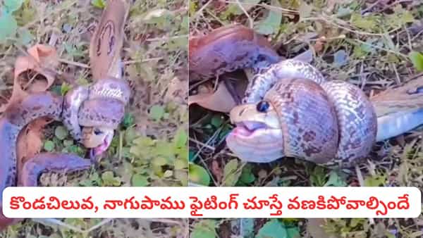 Viral Video: కొండచిలువ, నాగుపాము మధ్య భీకర యుద్ధం.. వీడియో చూస్తే వణికిపోవాల్సిందే..!