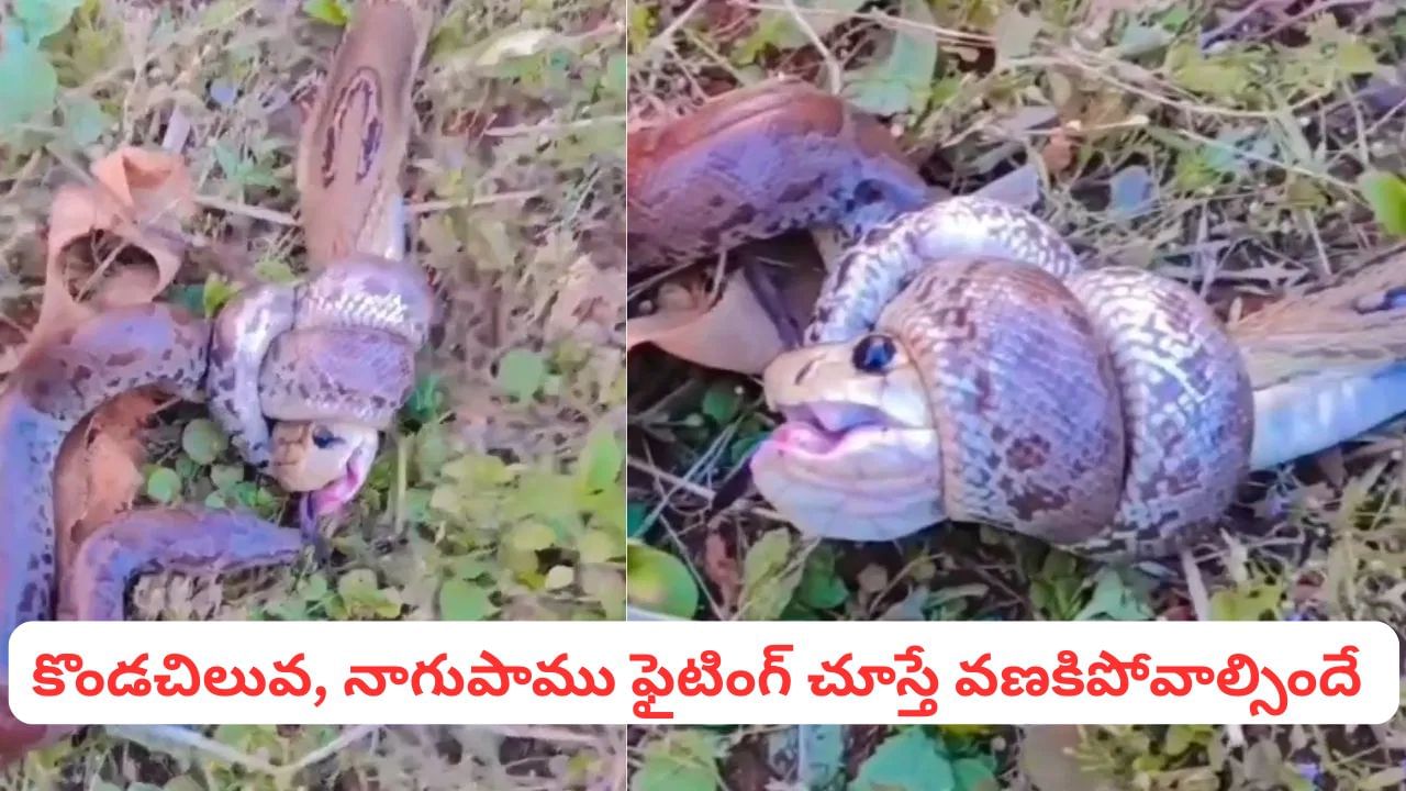 Viral Video: కొండచిలువ, నాగుపాము మధ్య భీకర యుద్ధం.. వీడియో చూస్తే వణికిపోవాల్సిందే..!