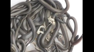 Watch: సీలింగ్ లైట్‌లో కదులుతూ భయపెట్టిన వింత ఆకారం..36గంటల పాటు నరకం చూసిన కుటుంబం.. ఇంతకీ ఏం జరిగిందంటే..