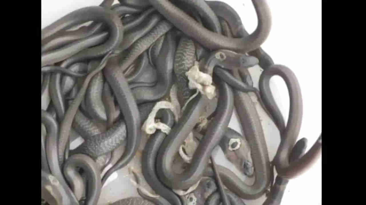 Viral News: ఓరీ దేవుడో.. స్నేక్‌క్యాచర్‌ ఇంట్లో పుట్టిన నాగుపాములు.. ఒకేసారి పదుల సంఖ్యలో..