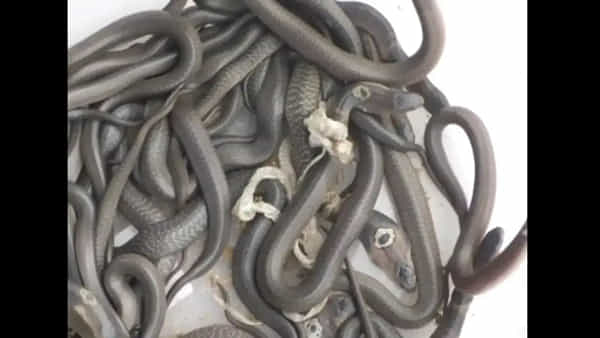Viral News: ఓరీ దేవుడో.. స్నేక్క్యాచర్ ఇంట్లో పుట్టిన నాగుపాములు.. ఒకేసారి పదుల సంఖ్యలో..