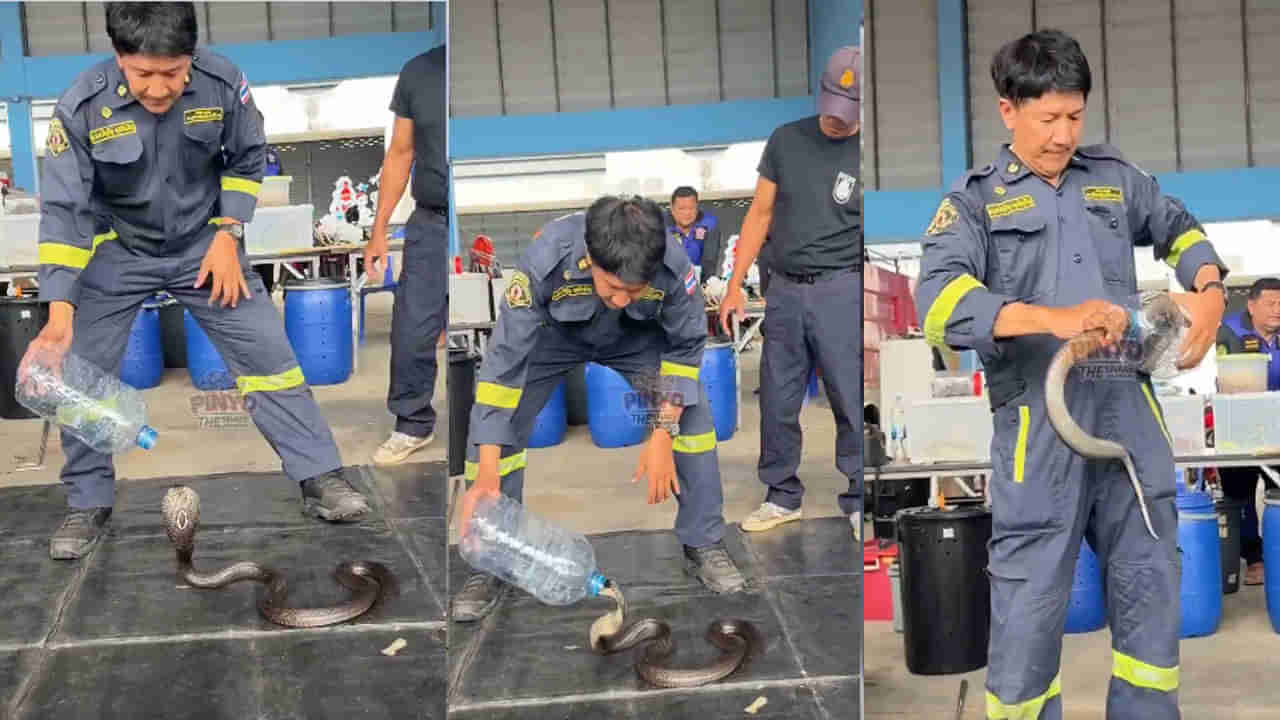 Viral Video: బుసలు కొట్టే కోబ్రాను బుట్టలో వేయడం ఇంత ఈజీనా... కొంపదీసి మీరు కూడా ఇలా ట్రై చేసేరు సుమీ...