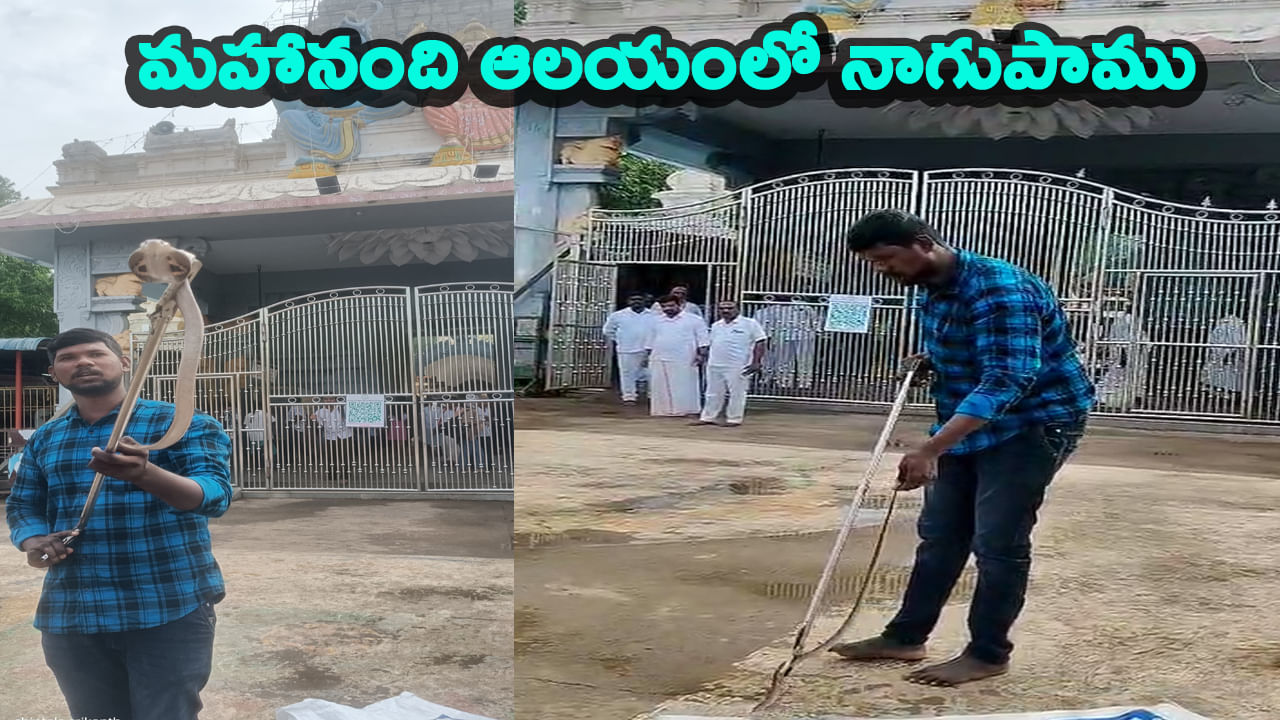 మహానంది ఆలయ వద్ద నాగుపాము హల్‌చల్..పరమేశ్వరుడి మహిమ అంటూ భక్తుల మొక్కులు