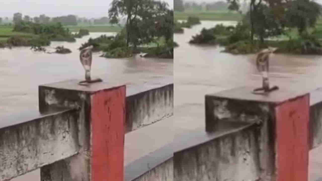 Watch: కామారెడ్డిలో విష సర్పాల సంచారం..! ఎలా పడగ విప్పి చూస్తున్నాయో తెలిస్తే..