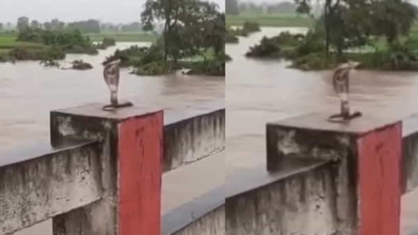 Watch: కామారెడ్డిలో విష సర్పాల సంచారం..! ఎలా పడగ విప్పి చూస్తున్నాయో తెలిస్తే..