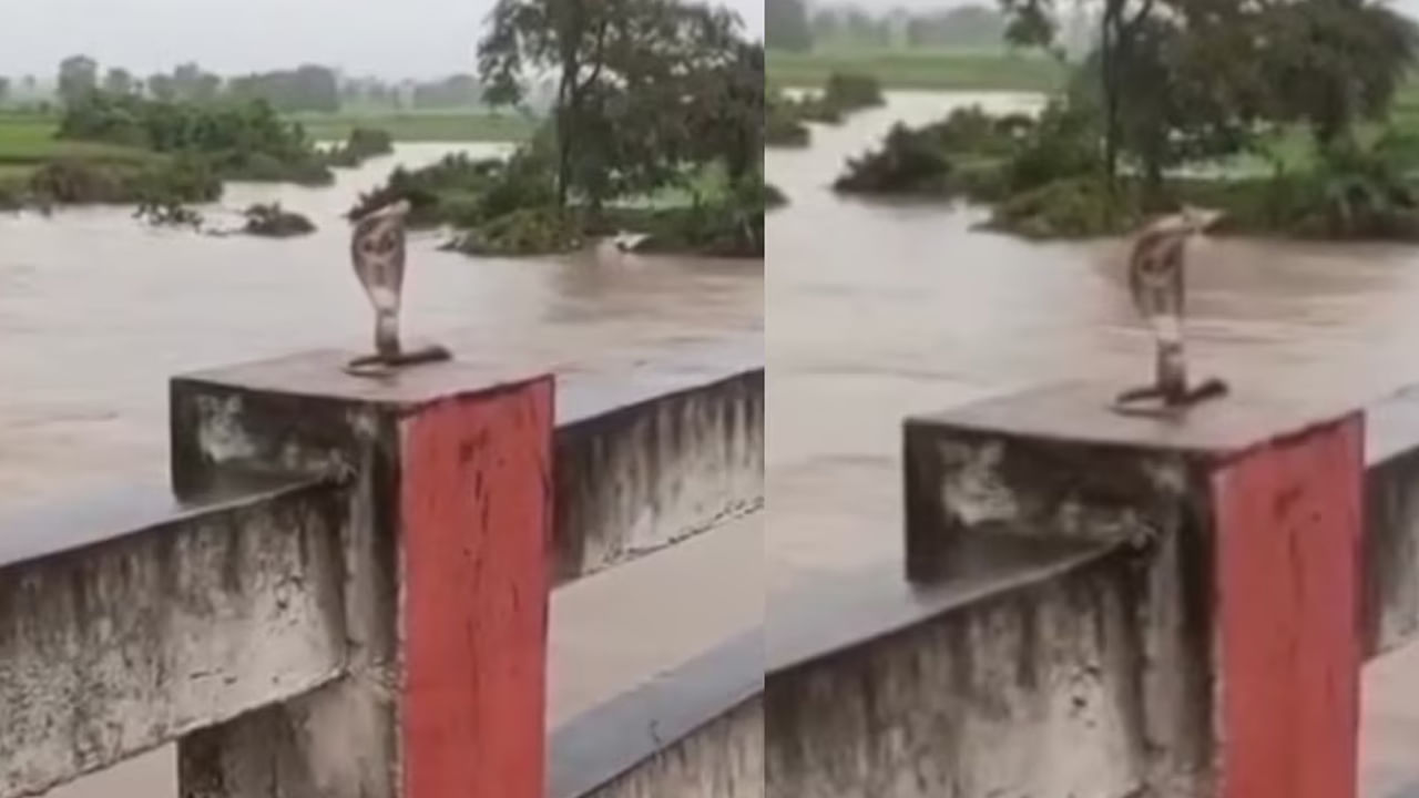 Watch: కామారెడ్డిలో విష సర్పాల సంచారం..! ఎలా పడగ విప్పి చూస్తున్నాయో తెలిస్తే..