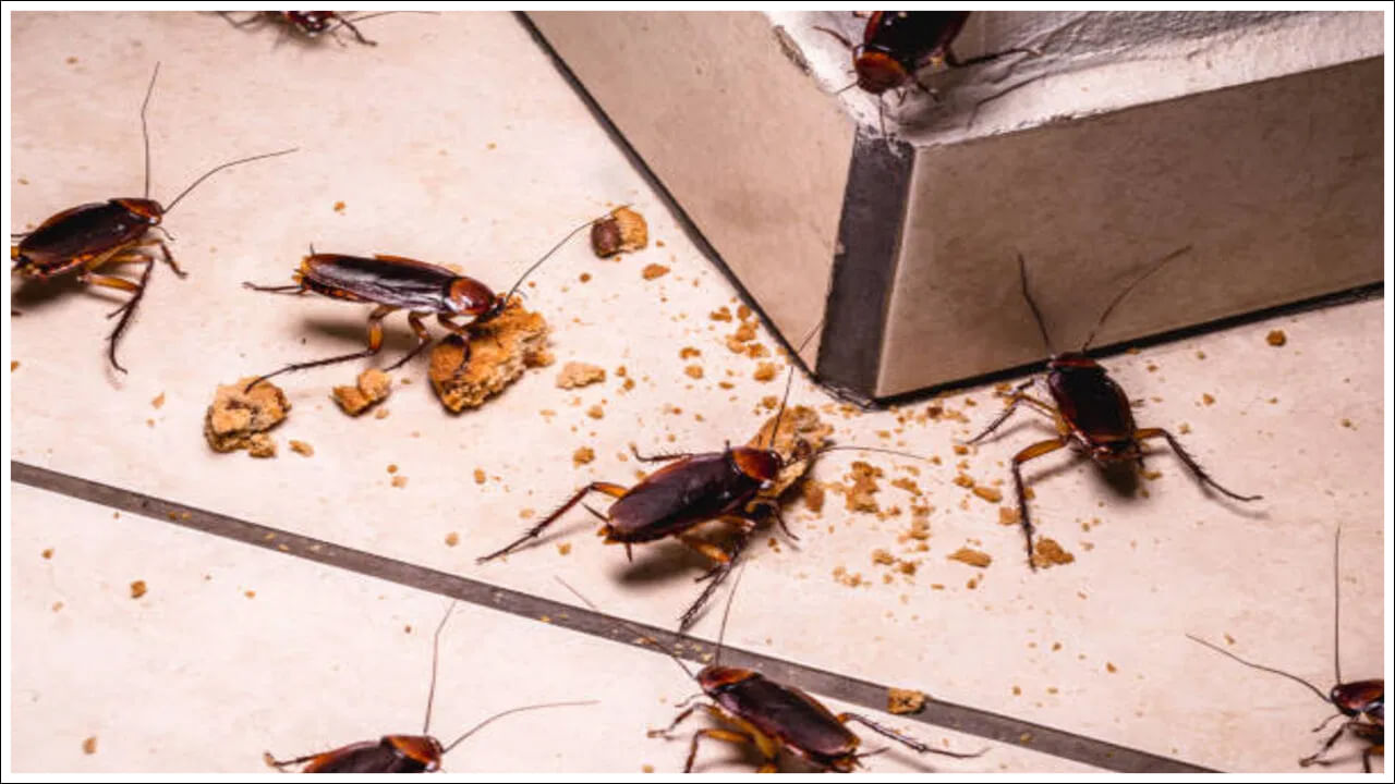 Cockroach: చాలా మంది ఇళ్లల్లో బొద్దింకల సమస్య చాలా ఉంటుంది. ప్రతి ఇళ్లల్లో బొద్దింకల బెడదతో ఇబ్బందులు పడుతుంటారు. బొద్దింకల సమస్యలను పరిష్కరించుకునేందుకు రకరకాల ప్రయత్నాలు చేస్తుంటారు. అయితే ఫలితం ఉండదు. ఒక్క బొద్దింకతో వేల బొద్దింకలు తయారు అవుతాయి. ఇది ప్రతి ఇళ్లల్లో ఉండే సమస్య. బొద్దింకలను లేకుండా చూసేందుకు రకరకాల ప్రయత్నాలు చేసినా పెద్దగా ఫలితం ఉండదు. అయితే ఈ బొద్దింకల సమస్య కోసం కొన్ని చిట్కాలు పాటిస్తే ఫలితం ఉంటుందని నిపుణులు చెబుతున్నారు. ముఖ్యంగా కిచెన్, బెడ్​రూమ్, బాత్​రూమ్ అధికంగా ఉంటాయి. అంతేకాదు ఇళ్లంతా తిరుగుతూ చికాకు పెట్టిస్తుంటాయి. కొన్ని చిట్కాలతో సులభంగా వీటిని ఇంటి నుంచి తరిమి కొట్టొచ్చంటున్నారు నిపుణులు. అవేంటో చూద్దాం.