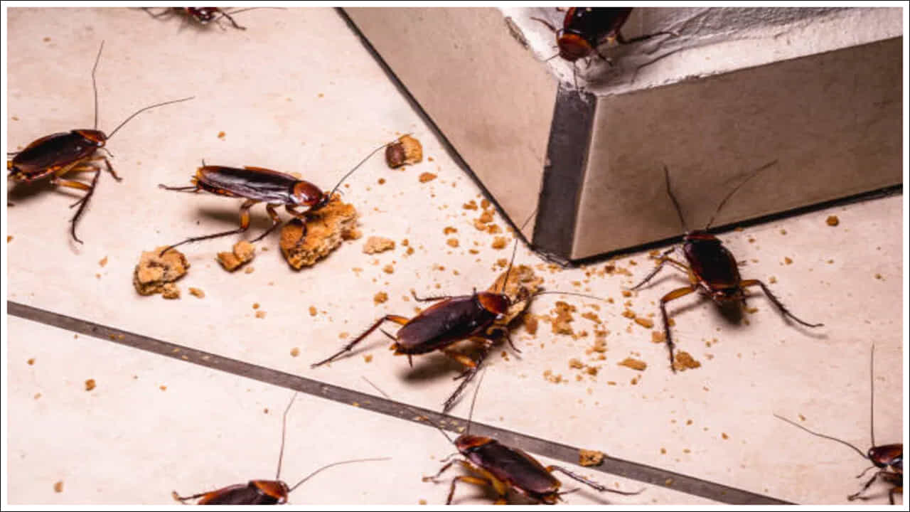 Cockroach: చాలా మంది ఇళ్లల్లో బొద్దింకల సమస్య చాలా ఉంటుంది. ప్రతి ఇళ్లల్లో బొద్దింకల బెడదతో ఇబ్బందులు పడుతుంటారు. బొద్దింకల సమస్యలను పరిష్కరించుకునేందుకు రకరకాల ప్రయత్నాలు చేస్తుంటారు. అయితే ఫలితం ఉండదు. ఒక్క బొద్దింకతో వేల బొద్దింకలు తయారు అవుతాయి. ఇది ప్రతి ఇళ్లల్లో ఉండే సమస్య. బొద్దింకలను లేకుండా చూసేందుకు రకరకాల ప్రయత్నాలు చేసినా పెద్దగా ఫలితం ఉండదు. అయితే ఈ బొద్దింకల సమస్య కోసం కొన్ని చిట్కాలు పాటిస్తే ఫలితం ఉంటుందని నిపుణులు చెబుతున్నారు. ముఖ్యంగా కిచెన్, బెడ్రూమ్, బాత్రూమ్ అధికంగా ఉంటాయి. అంతేకాదు ఇళ్లంతా తిరుగుతూ చికాకు పెట్టిస్తుంటాయి. కొన్ని చిట్కాలతో సులభంగా వీటిని ఇంటి నుంచి తరిమి కొట్టొచ్చంటున్నారు నిపుణులు. అవేంటో చూద్దాం.