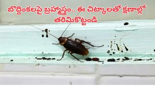 Snake Teeth: పాము నోట్లో ఎన్ని దంతాలు ఉంటాయో తెలుసా? మీరస్సలు ఊహించలేరు..