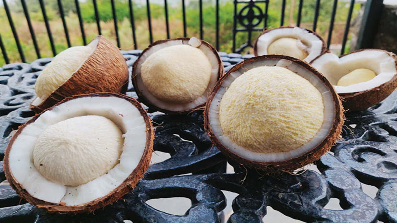 కొబ్బరి పువ్వులో ఫైబర్ కూడా ఉంటుంది. దీని కారణంగా మీరు ఎక్కువసేపు కడుపు నిండినట్లు భావిస్తారు. అతిగా తినకుండా ఉంటారు. ఫలితంగా బరువు తగ్గే అవకాశం లభిస్తుంది. థైరాయిడ్ వ్యాధితో బాధపడేవారికి కొబ్బరి పువ్వు కూడా చాలా ప్రయోజనకరంగా ఉంటుంది. ఇది థైరాయిడ్ పనితీరును పునరుద్ధరించి మద్దతు ఇస్తుంది. మూత్రపిండాల వ్యాధి, మూత్రాశయ సంక్రమణను నివారించడంలో సహాయపడుతుంది.