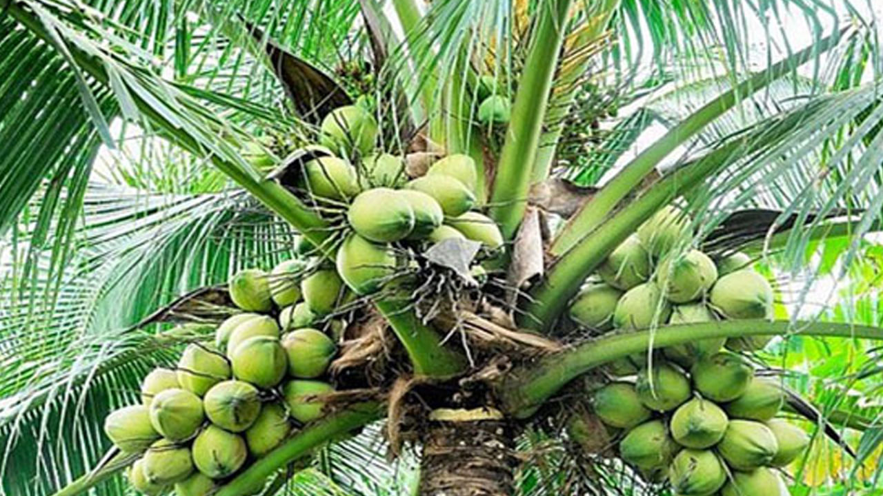 Coconut Vastu Tips