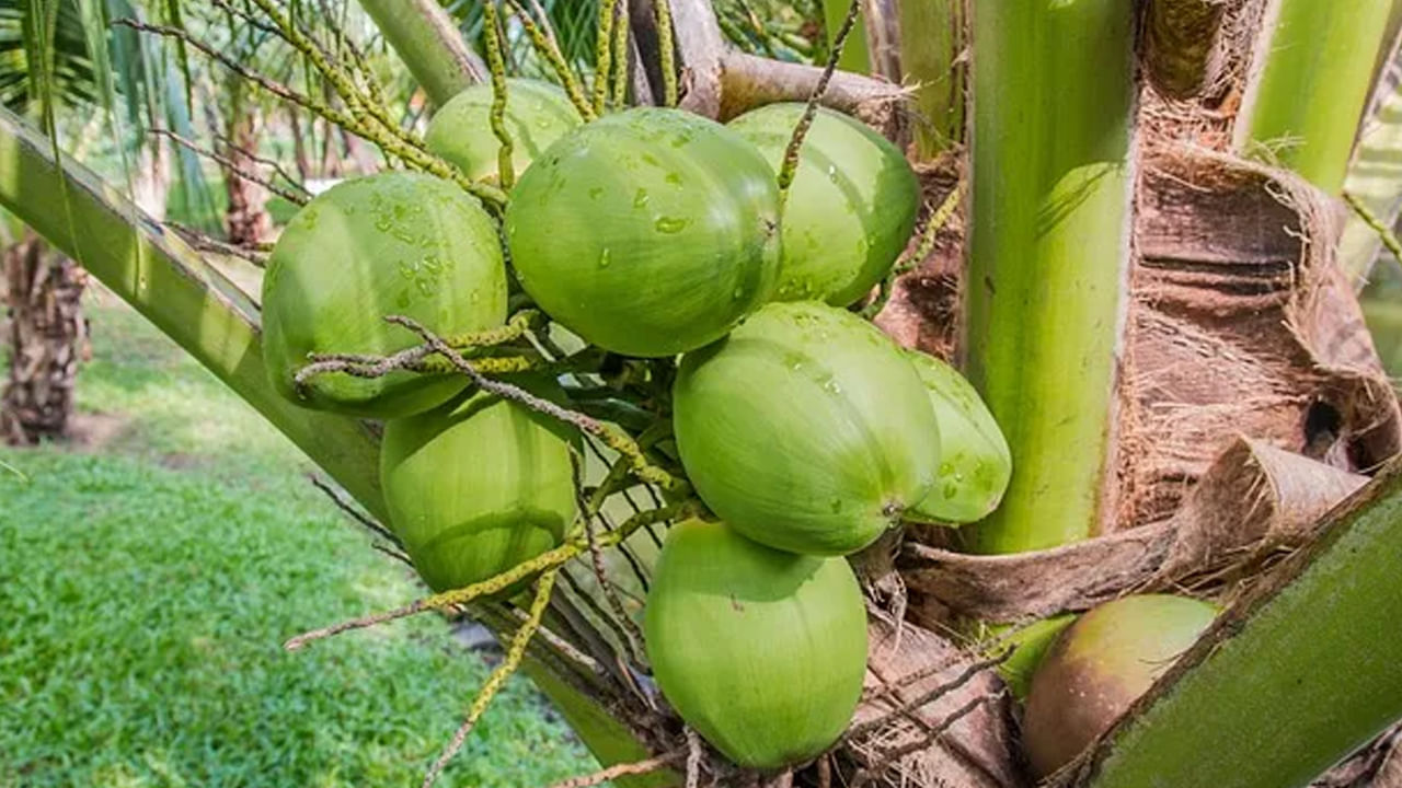 Coconut Vastu Tips