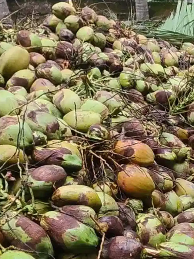 రికార్డు ధర పలికిన పచ్చి కొబ్బరి.. ఎంతో తెలిస్తే.. షాక్ అవ్వాల్సిందే..