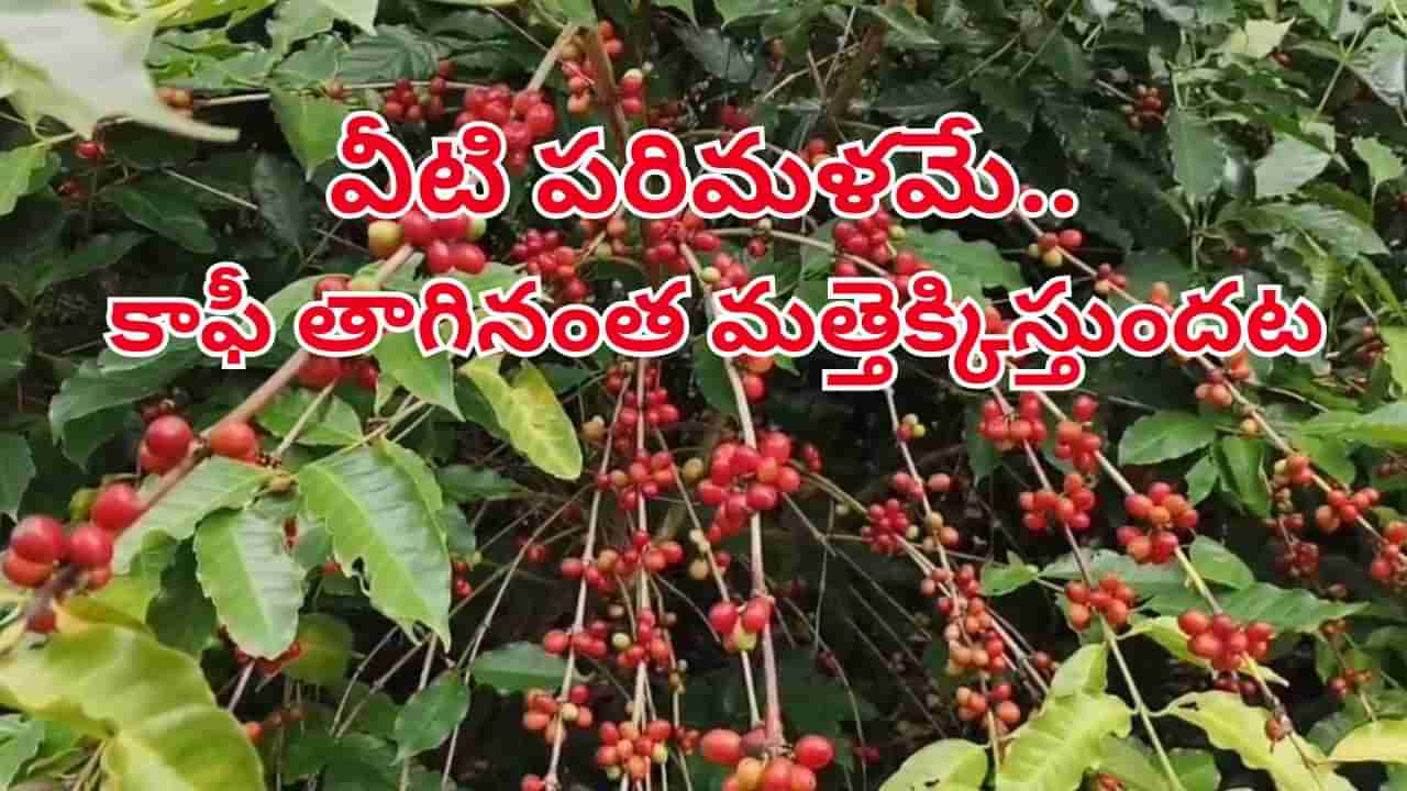 Andhra News: ఏపీలో మరోచోట అరకు కాఫీని మైమరిపించే కాఫీ తోటలు.. ఎక్కడో తెలుసా?