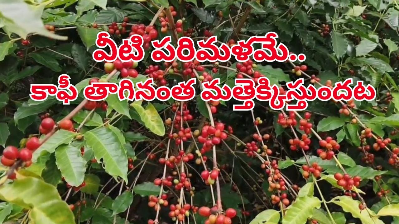 Andhra News: ఏపీలో మరోచోట అరకు కాఫీని మైమరిపించే కాఫీ తోటలు.. ఎక్కడో తెలుసా?