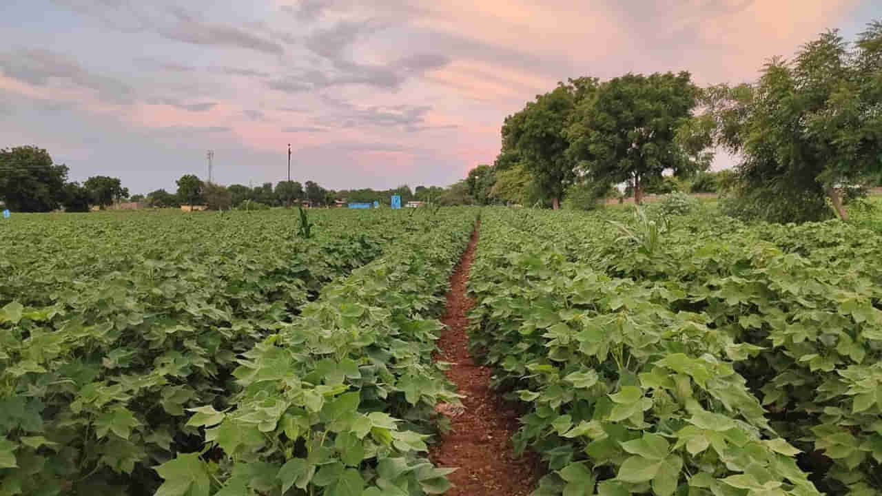 Telangana: పైకి చూస్తే ఏపుగా పెరిగిన పత్తి చేను.. లోపలికి వెళ్లి చూడగా పోలీసులే కళ్లు తేలేశారు