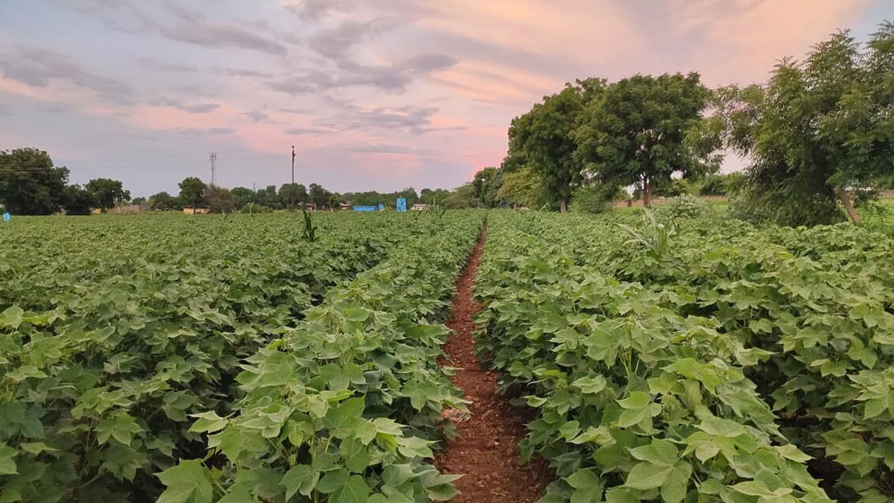Telangana: పైకి చూస్తే ఏపుగా పెరిగిన పత్తి చేను.. లోపలికి వెళ్లి చూడగా పోలీసులే కళ్లు తేలేశారు