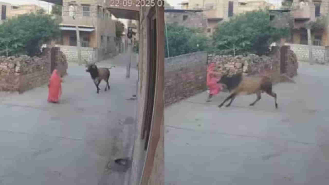 Viral Video: మరో ఎద్దు వీరంగం..! ఎర్రచీరలో ఎదురుగా వచ్చిన మహిళను ఏం చేసిందంటే.. సీసీ ఫుటేజ్‌ వీడియో వైరల్‌..