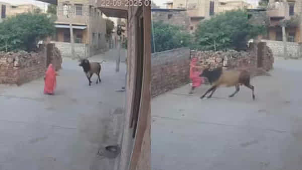 Viral Video: మరో ఎద్దు వీరంగం..! ఎర్రచీరలో ఎదురుగా వచ్చిన మహిళను ఏం చేసిందంటే.. సీసీ ఫుటేజ్ వీడియో వైరల్..
