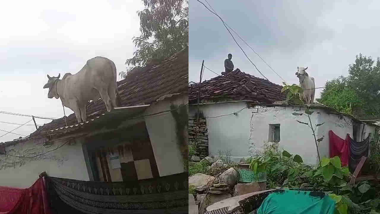 Viral Video: కుక్కల భయంతో ఇంటి మీదికి ఎక్కిన ఆవు.. ఆ తర్వాత... కిందికి దింపేందుకు తలపానం తొకకొచ్చినట్లుందిగా..